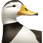 Eider sticker