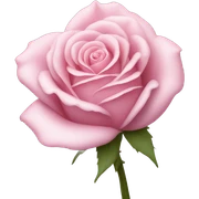 Pink rose sticker