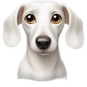 White dachshund  sticker