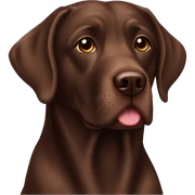 Chocolate lab  sticker