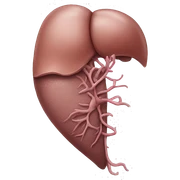 Liver anatomy  sticker