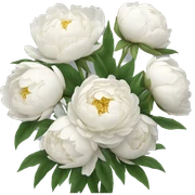 White peonies bouquet  sticker