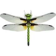 Dragonfly sticker