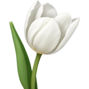 White tulips  sticker