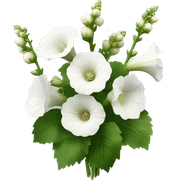 white hollyhocks bouquet  sticker