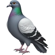 Pigeon sticker