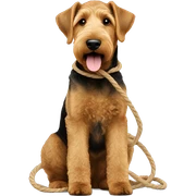 Airedale playing with a rope sticker