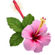hibiscus flower sticker