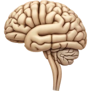 Brain anatomy  sticker
