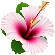 Hibiscus flower sticker