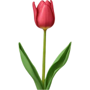 Tulip sticker