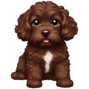 chocolate colored Havapoo sticker
