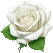a beautiful white rose sticker