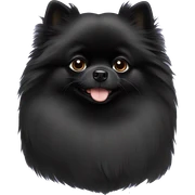 Black Pomeranian  sticker