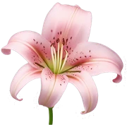light pink lilium sticker