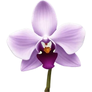 Orchid sticker