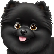 Black pomeranian sticker