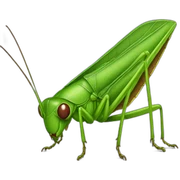 katydid sticker