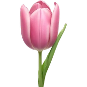 a pastel colored tulip sticker