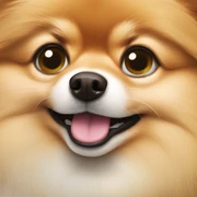 Pomeranian sticker
