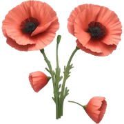 Carnation poppy sticker