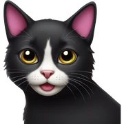 luxurious black cat with white patch and pink mouth sticker