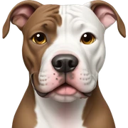 Pitbull sticker