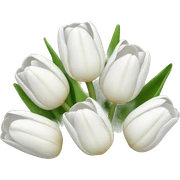 white tulip bouquet  sticker