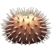 sea urchins sticker