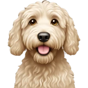 Labradoodle  sticker