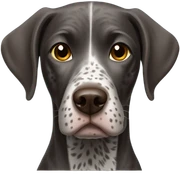 German short hair pointer sticker