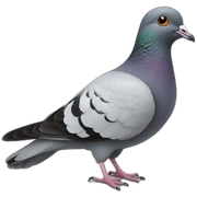 Pigeon sticker
