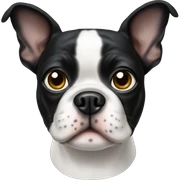 Boston terrier  sticker