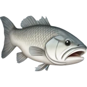 Barramundi fish  sticker