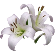 Lily flowers small sticker