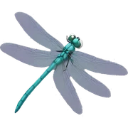 Dragonfly  sticker