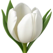 White tulips sticker