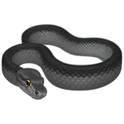 python snake black and grey sticker