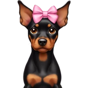 black tan pinscher big ears girly pink bow on head sticker