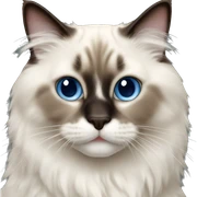 Ragdoll cat sticker