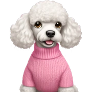 white poodle in pink sweater  sticker