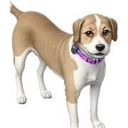 dog collar on wooden floor sticker