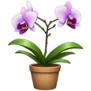 Potted orchid sticker