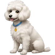 Caniche sticker