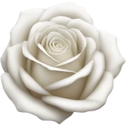 White rose  sticker