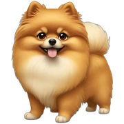Pomeranian sticker