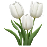 White tulips sticker