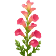 snapdragon flower sticker