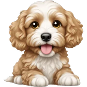 Cavapoo puppy sticker