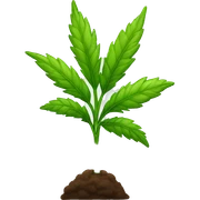 Weed plant sticker